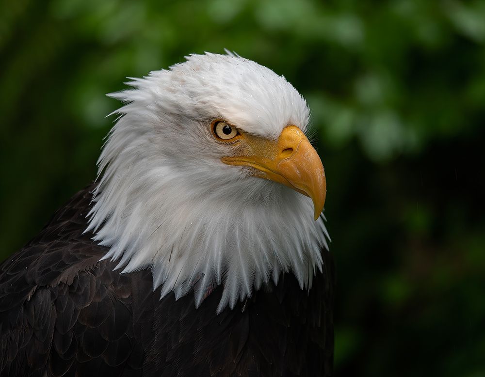 Usa-Alaska Alaska Raptor Center-this bald eagle poses for the camera art print by Betty Sederquist for $57.95 CAD